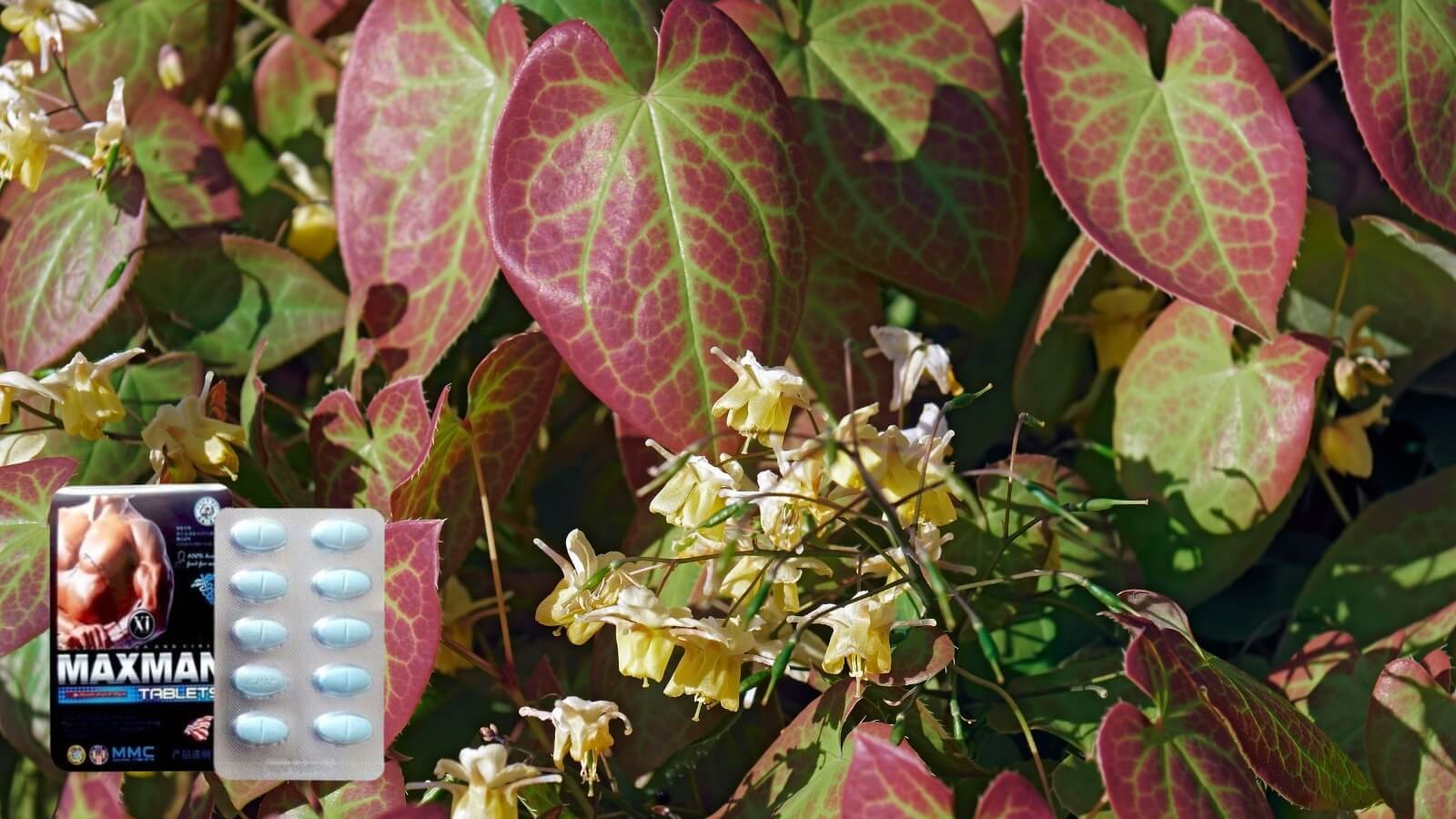 Epimedium Saggitatum có trong viên uống hỗ trợ cương dương Maxman Epimedium Saggitatum có trong viên uống hỗ trợ cương dương Maxman